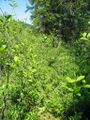 BE-HdN-bio756a.jpg