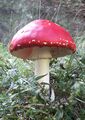 Fliegenpilz Weißpriachtal 1 (2).jpg