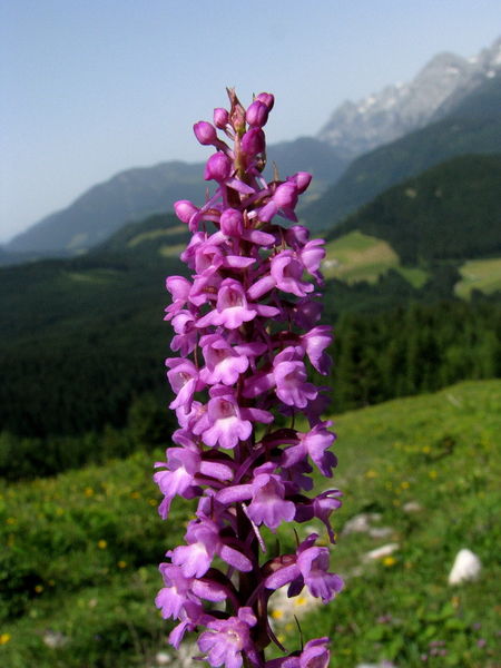 Datei:Haendelwurz.jpg