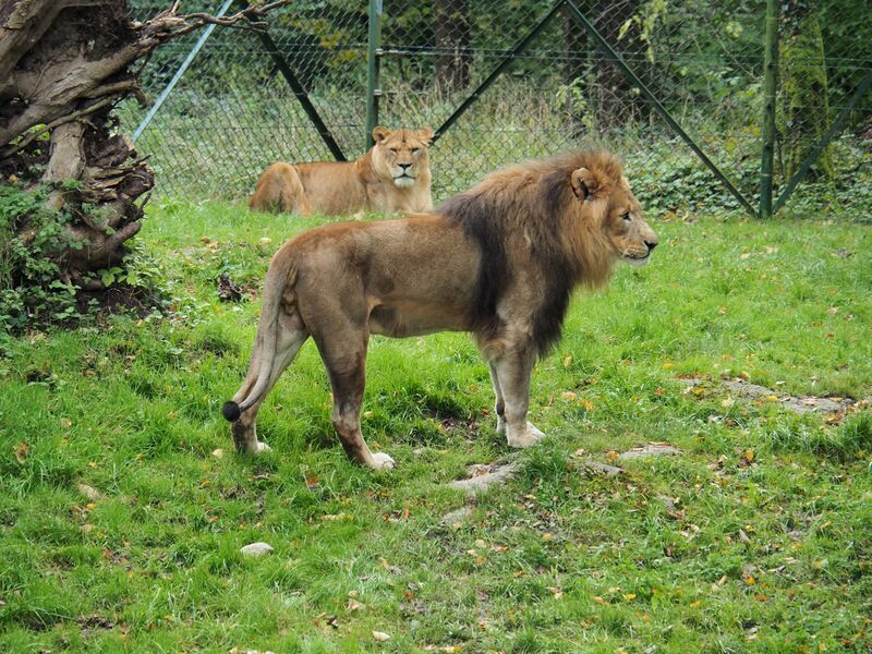 Datei:Löwe Eisi Zoo Salzburg.jpeg
