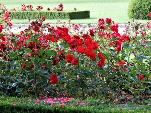 Rosen im Kleßheimer Schlosspark.jpg