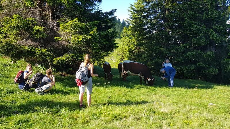 Datei:Vierkaseralm Almauftrieb 2021 06.jpg