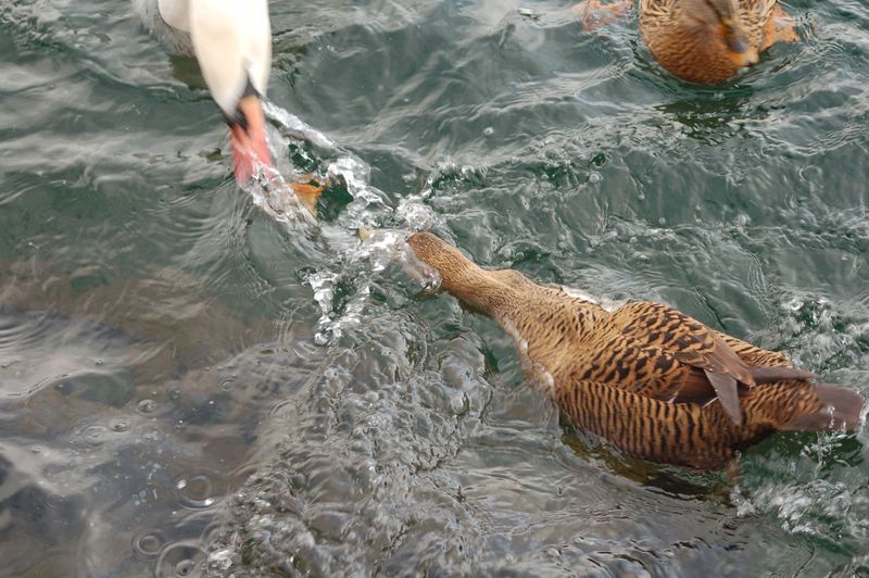 Datei:Eiderente und Schwan.jpg