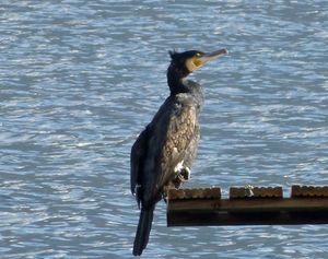 Kormoran 1.jpg