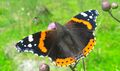 Lepidoptera Weißpriachtal 1 (2).jpg