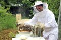 Flughafen-Bienen 01.jpg