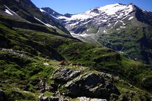 Hocharn 1865 13-08-01.jpg