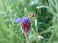 Kornblume 23.07.2021 4.JPG