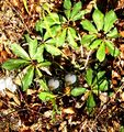 Schneerose 2011 Riedersteig.jpg