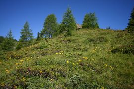 Wirpitschalm 29957 2016-07-10.jpg