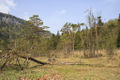 Egelseemoor von Norden.JPG