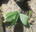 Grünes Blatt (Geometra papilionaria) 20200710 2.jpg