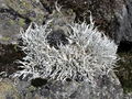 Thamnolia vermicularis.JPG