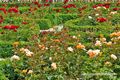 Rosengarten im Mirabellgarten 04.jpg