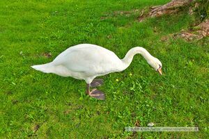 Schwan Strandbad Neumarkt am Wallersee.jpg