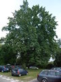 Cdk 019.jpg