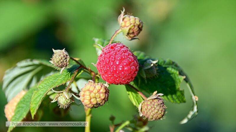 Datei:Himbeere Flachgau.jpg