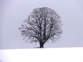 Gschirrnlinde 22.12.2011.JPG
