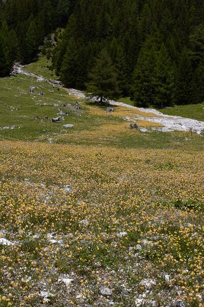 Datei:Lantschfeldtal-0115-2022-07-14.jpg