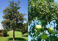 Mostbirne, Collage.jpg
