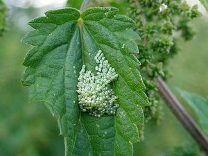 Schmetterling Entstehung 01.jpg
