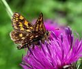Schmetterling Griesbachklamm (1).jpg