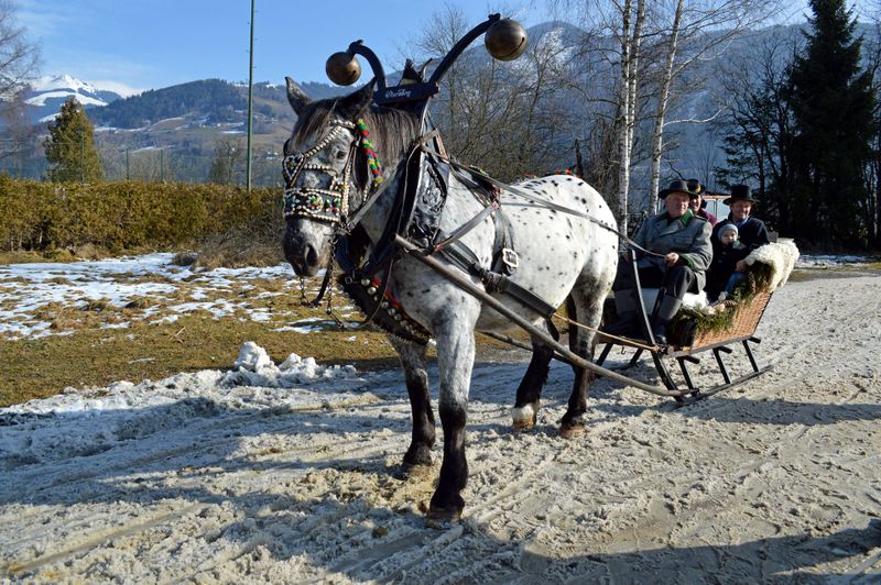 Datei:Tiger vor Böndlschlitten.jpg
