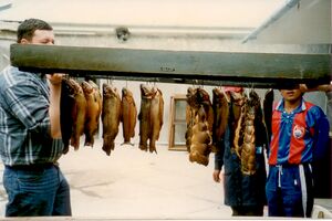 Gruell Peru 13.jpg