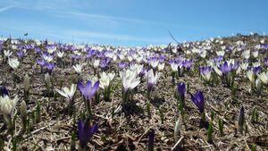 Krokusse 06.jpg