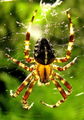 Spinne 03.jpg