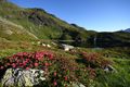 Wirpitschsee, obere-weißpriach 29674 2016-07-10.jpg