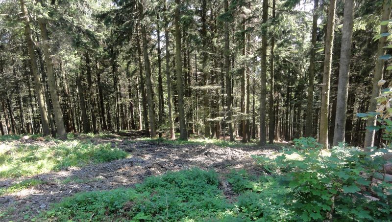 Datei:Harvesterspuren am Thalgauberg.jpg