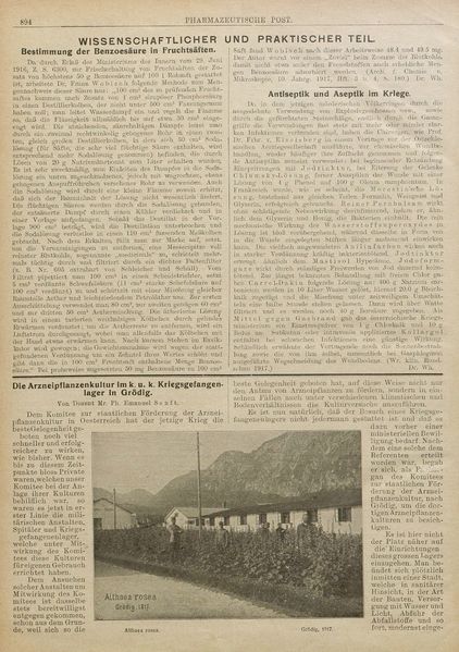 Datei:Kriegsgefangenenlager Grödig Apotheke Arzneipflanzen Althaea rosea 1917.JPG