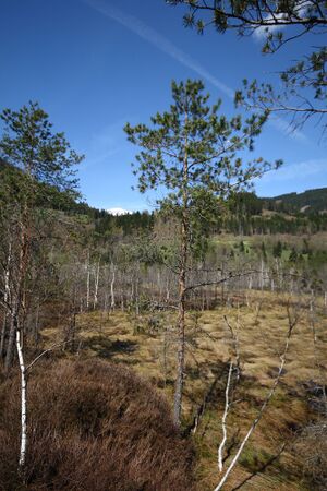 Mandlinger moor 69712 2018-04-18.jpg
