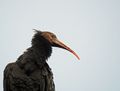 Waldrapp 4, 21. August 2017.JPG