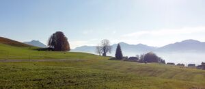 Wimmerkapellen-Linde in Thalgau-Enzersberg.jpg