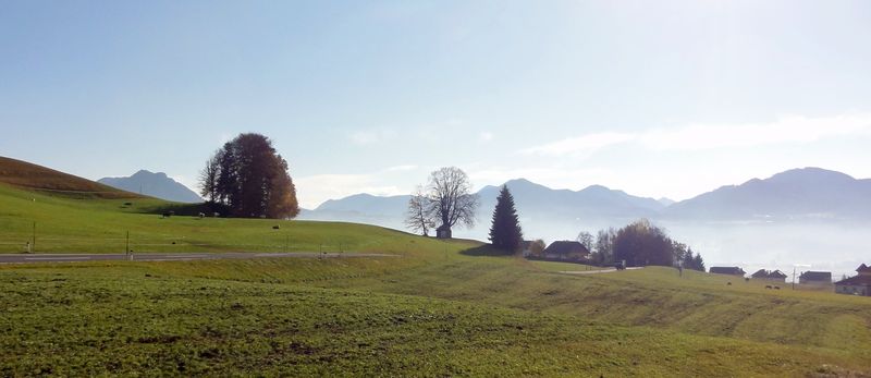 Datei:Wimmerkapellen-Linde in Thalgau-Enzersberg.jpg