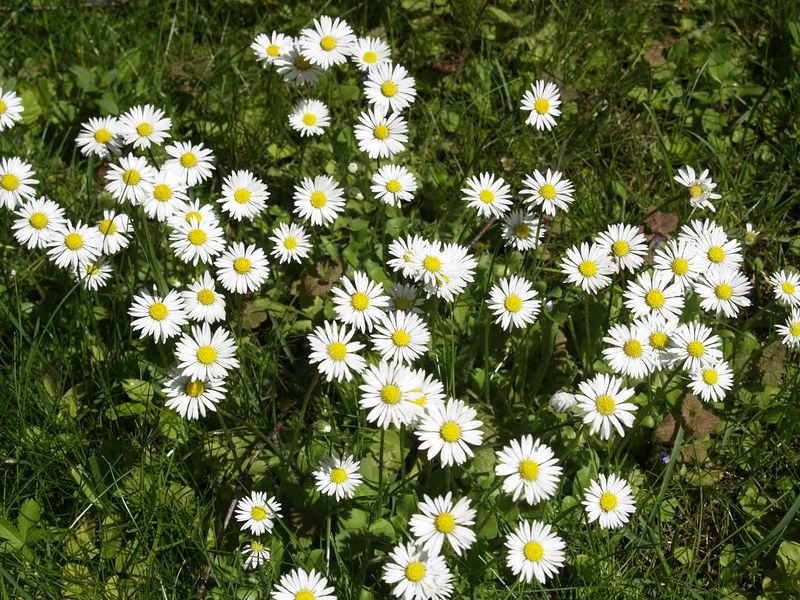 Datei:Gänseblümchen.jpg