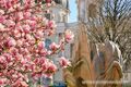 Magnolienblüte Makartplatz Salzburg 02.jpg