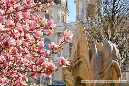 Magnolienblüte Makartplatz Salzburg 02.jpg