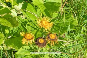 Telekia speciosa Große Telekie Scheinalant 03.jpg