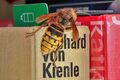 Hornisse Vespa crabro.jpg