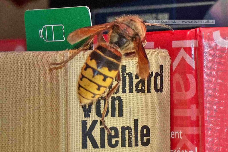 Datei:Hornisse Vespa crabro.jpg