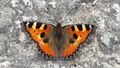 Kleiner Fuchs (Aglais urticae) Maria Alm 20240615 2.jpg