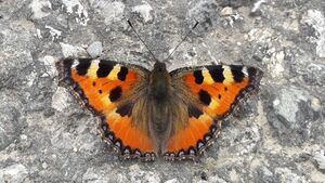 Kleiner Fuchs (Aglais urticae) Maria Alm 20240615 2.jpg