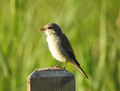 NeuntöterJungvogel.JPG