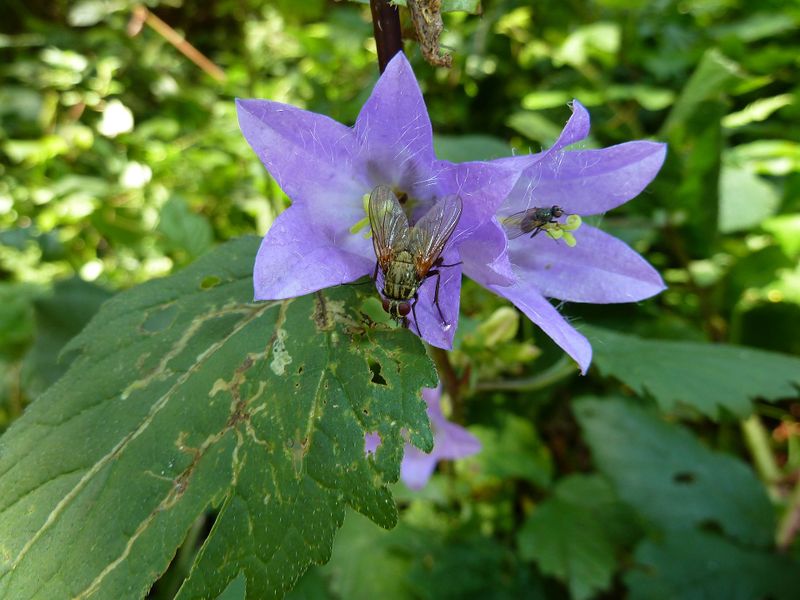 Datei:Glockenblume, Grieser Graben.jpg