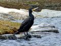 Kormoran 3.jpg