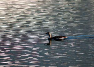Sterntaucher auf dem Zeller See.jpg