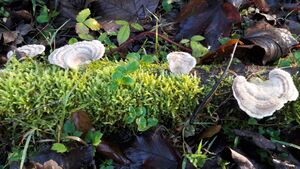 Tramete 20201106 3.jpg